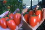 100818_tomato.jpg