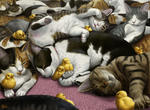 110125neko_72.jpg