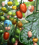 120730tomato_72.jpg