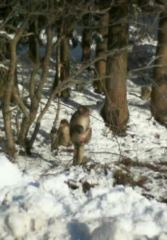 20070101saru.jpg