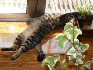 cat2.jpg