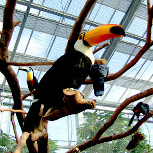 花鳥園の大きな鳥