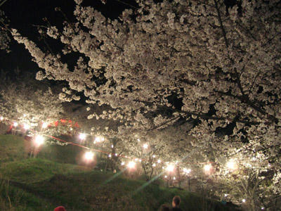 夜桜