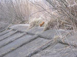 DSCF0001.JPG