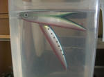 DSCF8957.JPG