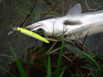 DSCF9187.JPG
