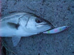 DSCF9466.JPG