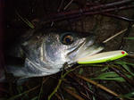 DSCF9496.JPG