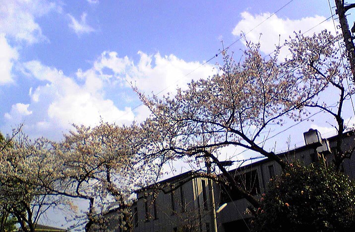 『カフェはなまる』ご近所の桜