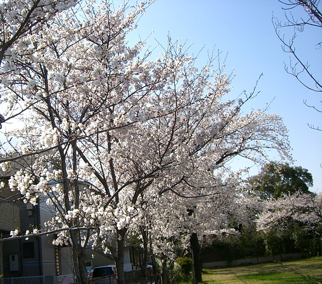 ４月１日の桜