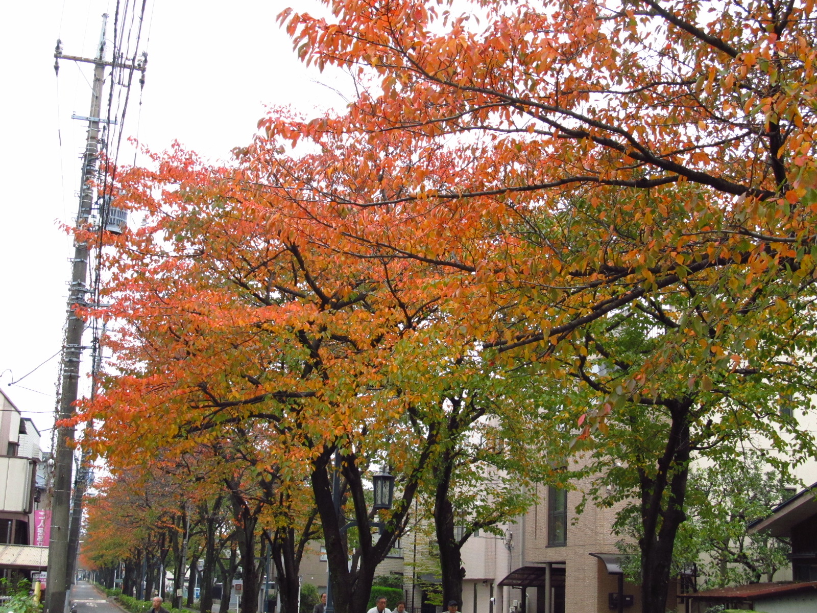 花と緑の散歩道　紅葉