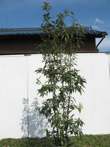 img55480227.jpg