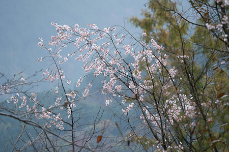 冬桜