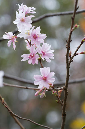 冬桜