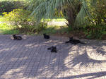 IMGP0456.JPG