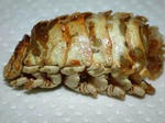 ＜魚の寄生虫＞甲殻類の空揚げ、パリパリ「いける味」
