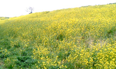 菜の花