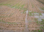 ine070401g_u1.jpg
