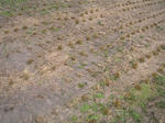 ine070401g_u2.jpg