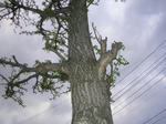 0ichou070503c_u2.jpg