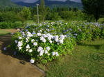 0ajisai070722a_u1.jpg