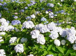 0ajisai070722a_u2.jpg