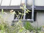0orandamiminagusa_20080511u1.jpg