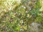 0ezomura20080511SANY0013_u1.jpg