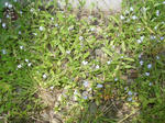 0ezomura20080511SANY0015u1.jpg