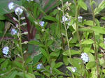 0ezomura20080511SANY0015u2.jpg