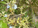 0orandami20080511SANY0013_u2.jpg