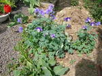 0odamaki080504SANY0070u1.jpg
