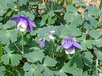 0odamaki080504SANY0070u2.jpg