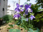 0odamaki080504SANY0072u1.jpg