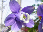 0odamaki080504SANY0072u2.jpg