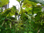 0akitahuki080815SANY0239u1.jpg