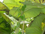 0akitahuki080815SANY0241u2.jpg