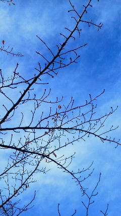 201211151336000.jpg
