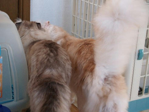 ユエ、コテツ