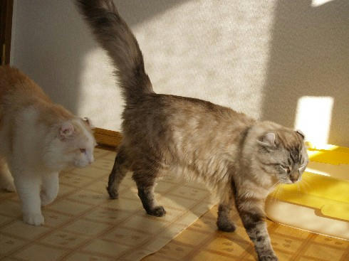 ユエ、コテツ