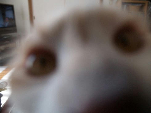 ハユ