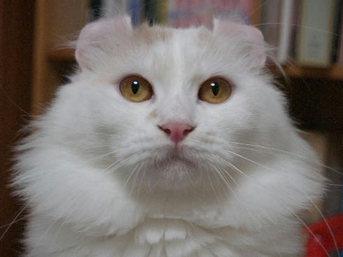 ヒロ
