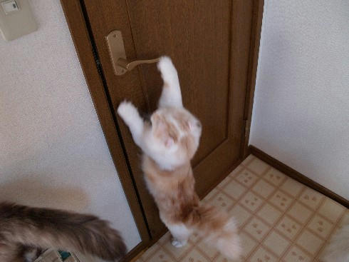ユエ