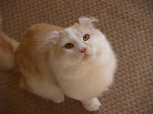 ユエ
