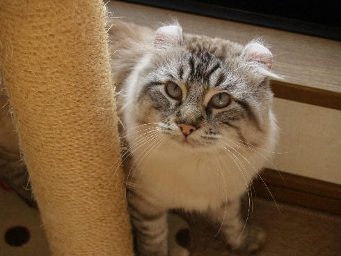 コテツ