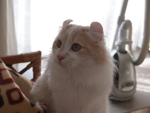 ハユ
