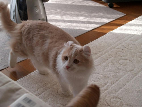 ハユ