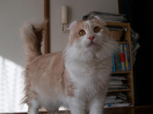 ハユ