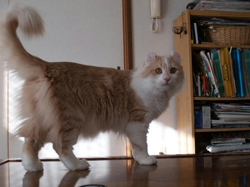 ハユ
