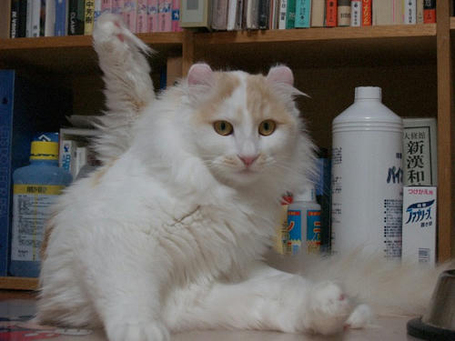 マホ